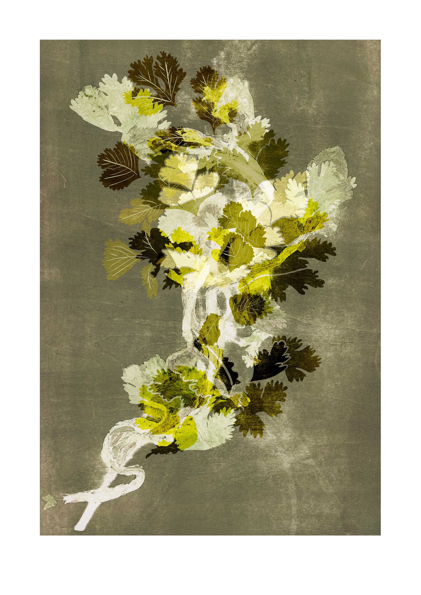 Coriander Herb Print