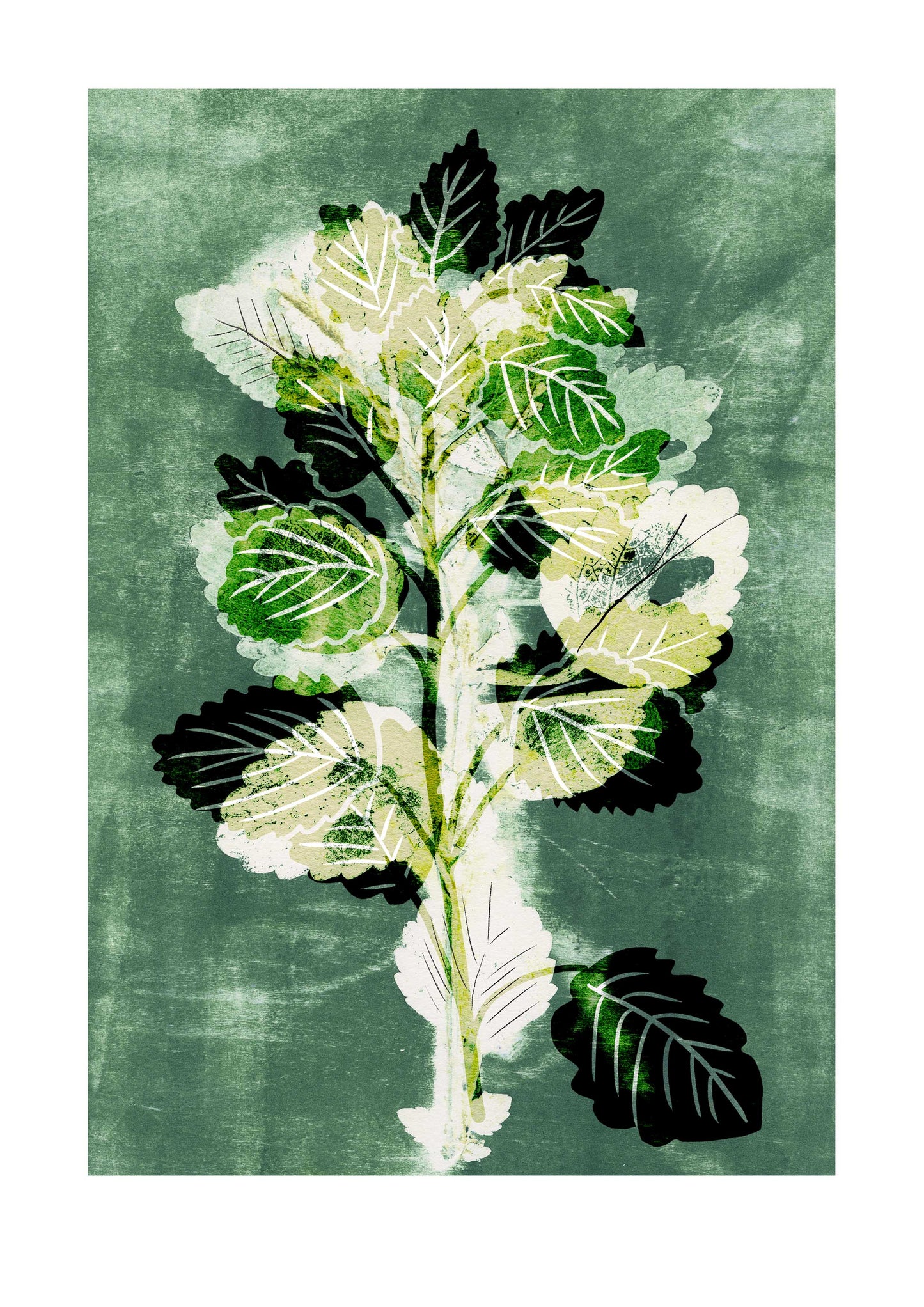 Lemon Balm Herb Print