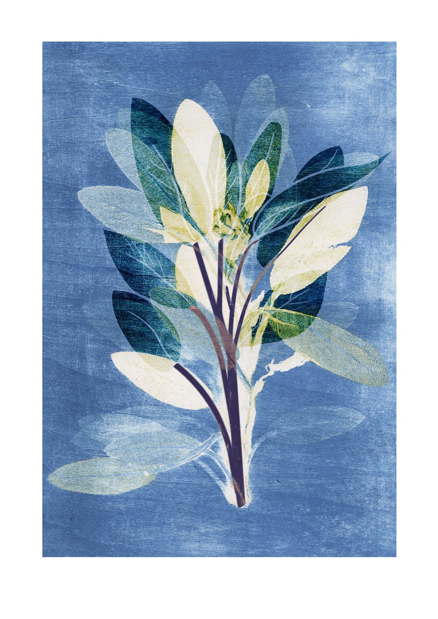 Sage Herb Print
