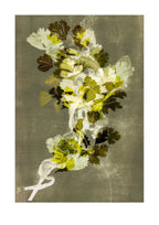 Coriander Herb Print