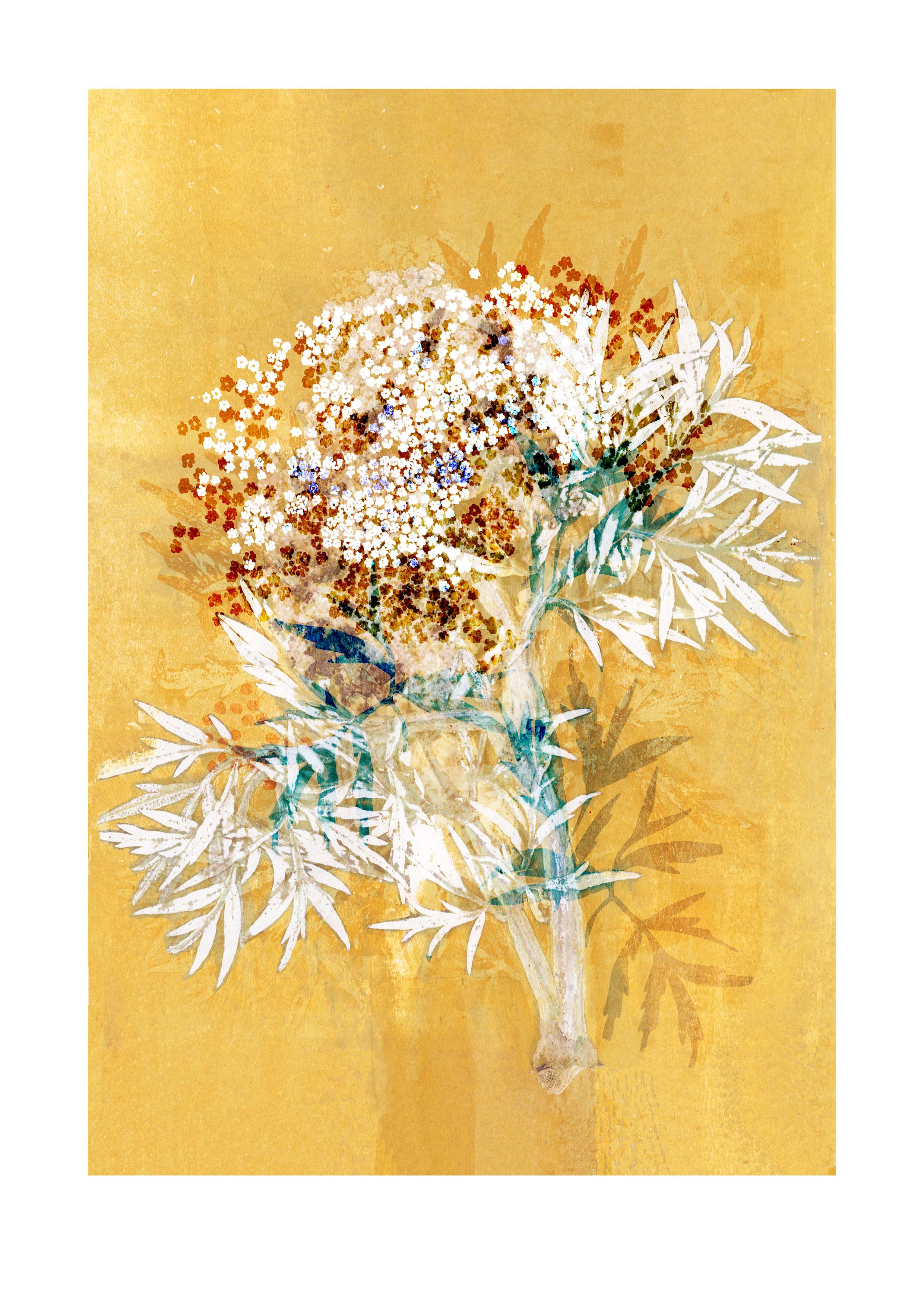 Elderflower Print