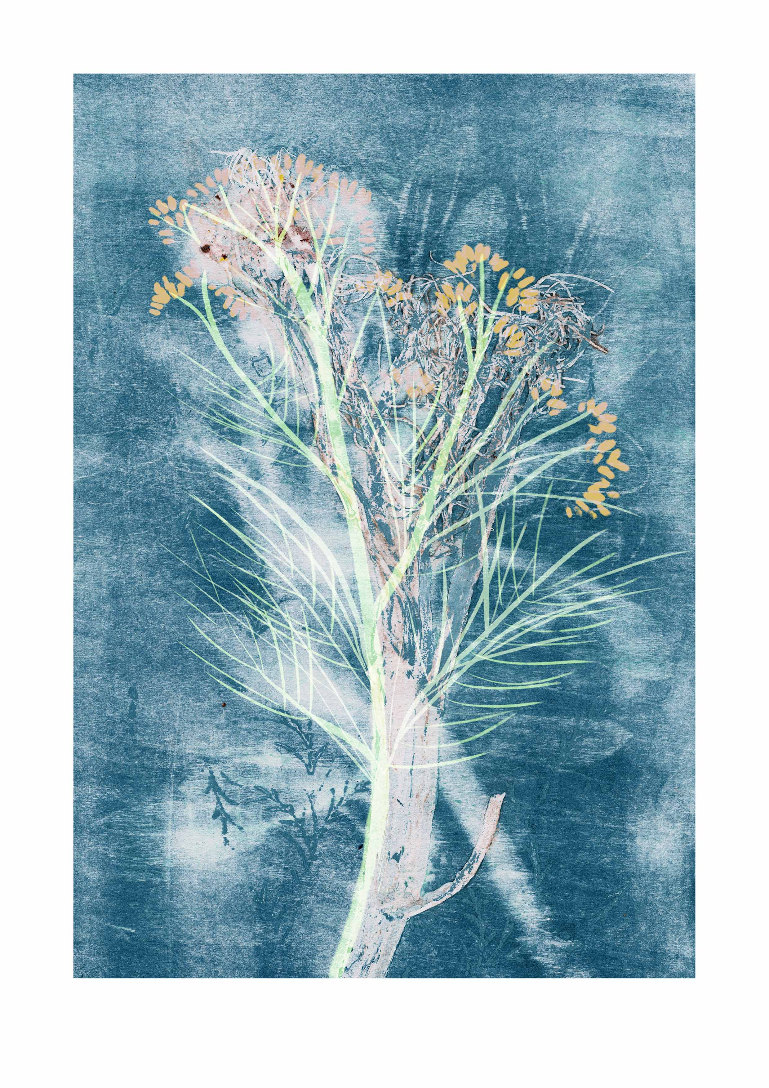 Fennel Herb Print